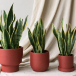 snake plant