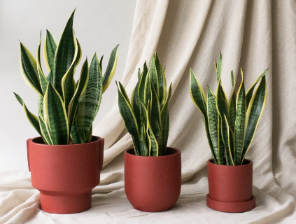 Snake Plant